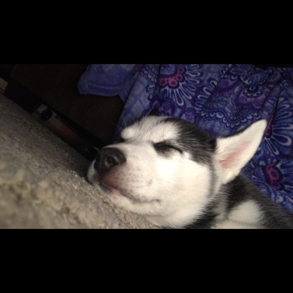 Meet your Posher, Amanda - Picture 1 of 1